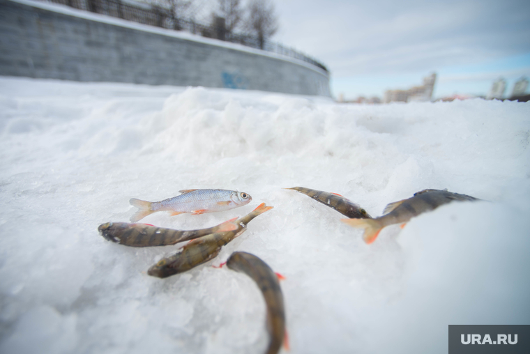 Алекс Клэр рыбачит посреди Екатеринбурга, рыба, зима, зимняя рыбалка, окунь, подледная рыбалка