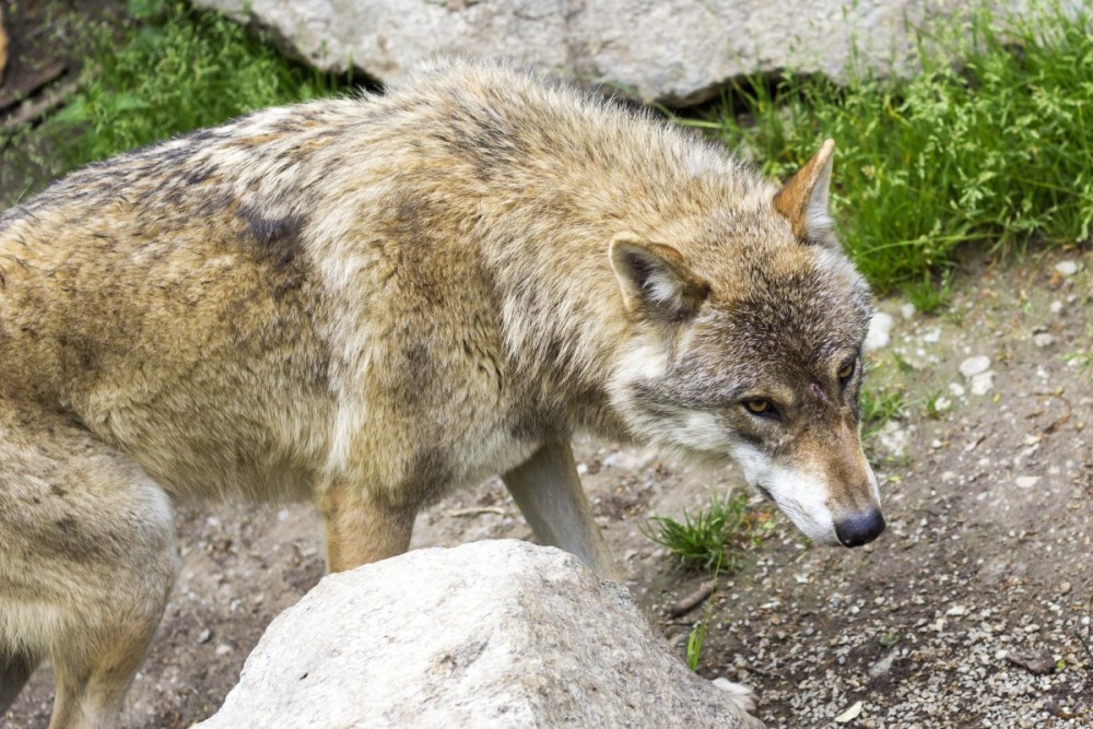 В Калужской области волки напали на домашний скот