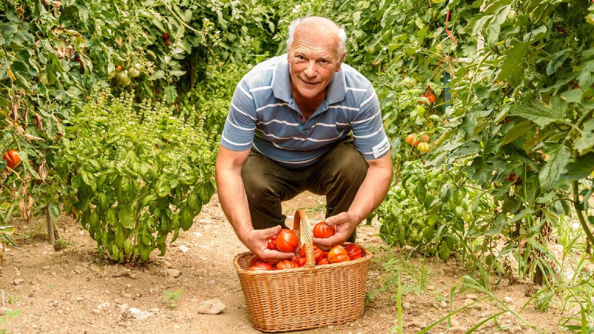У опытных дачников не опадают завязи и зеленые плоды томатов: помогают четыре правила