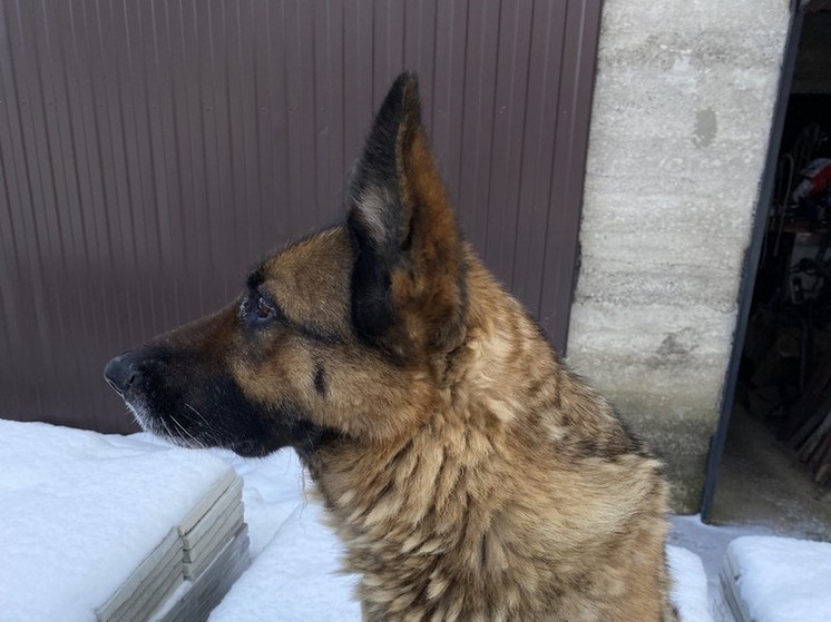 Немецкая овчарка медалист. Домашняя собака овчарка. Немецкая овчарка. Овчарка прикол. Собак.