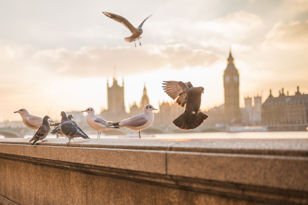 Биолог Семенов объяснил, откуда в Великобритании появились зомби-голуби