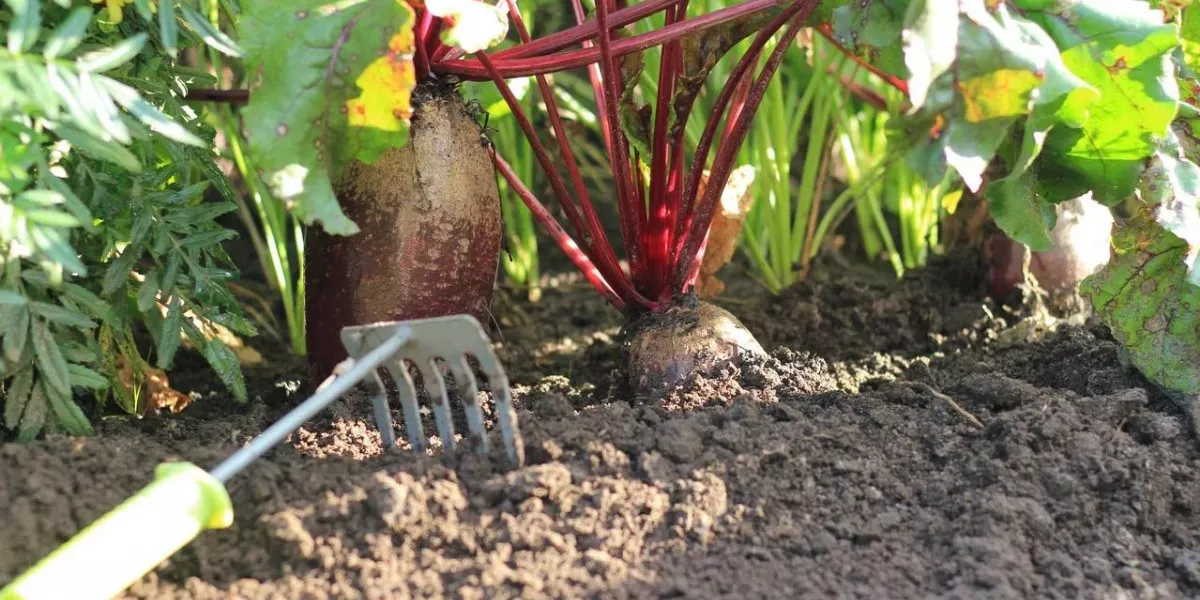 Полив свеклы. Полив свеклы в открытом грунте. Полив свеклы в открытом грунте. Столоваяя свека в почве. Чем полить свеклу для сладости.