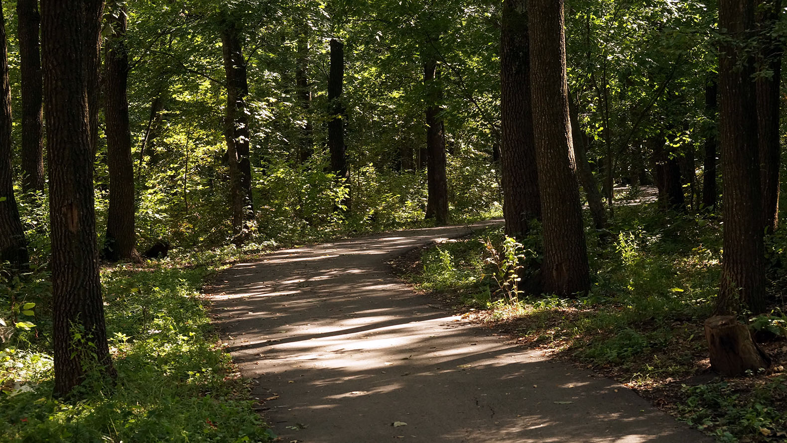 новый лес белгород