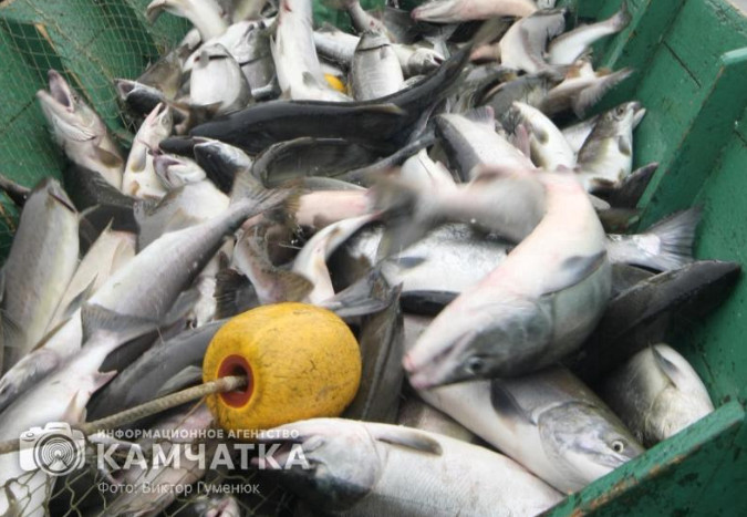 Камчатские рыбаки установили рекорд по вылову лососей