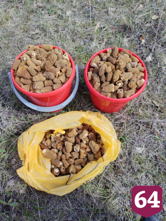 Саратовцы показали полные ведра и корзины сморчков после дождей