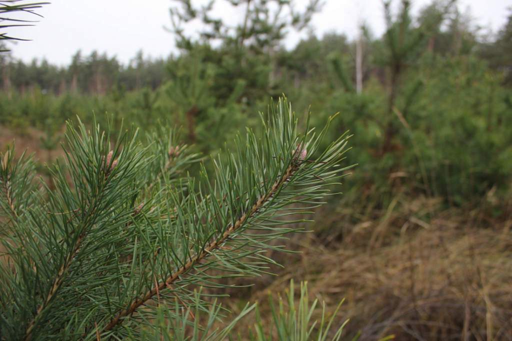В лесах Курской области за месяц выявили три факта незаконной вырубки