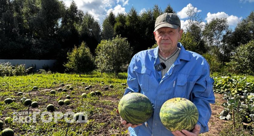 Житель Чувашии выращивает на своем участке арбузы не хуже астраханских