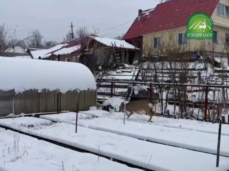 Косуля проникла на частный участок кузбассовца