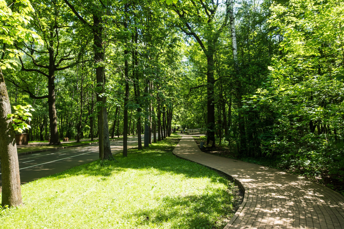 Описание лесного парка. Схема лесного парка. Парк в лесу. Краткое описание парка. Парк сокольники "липовая аллея".