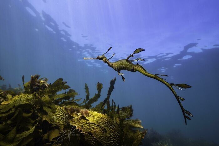 Морской дракончик Phyllopteryx taeniolatus