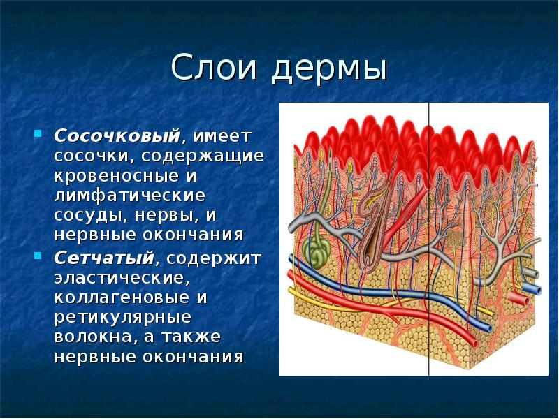 Чем обусловлен папиллярный рисунок кожи гистология