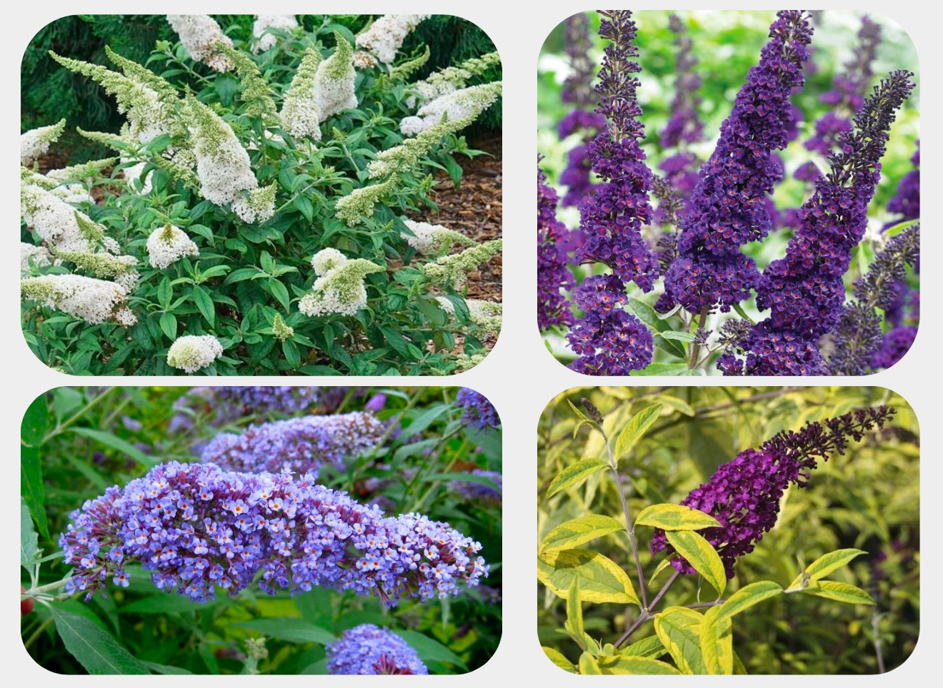 Буддлея Давида (Buddleja davidii Franch.)