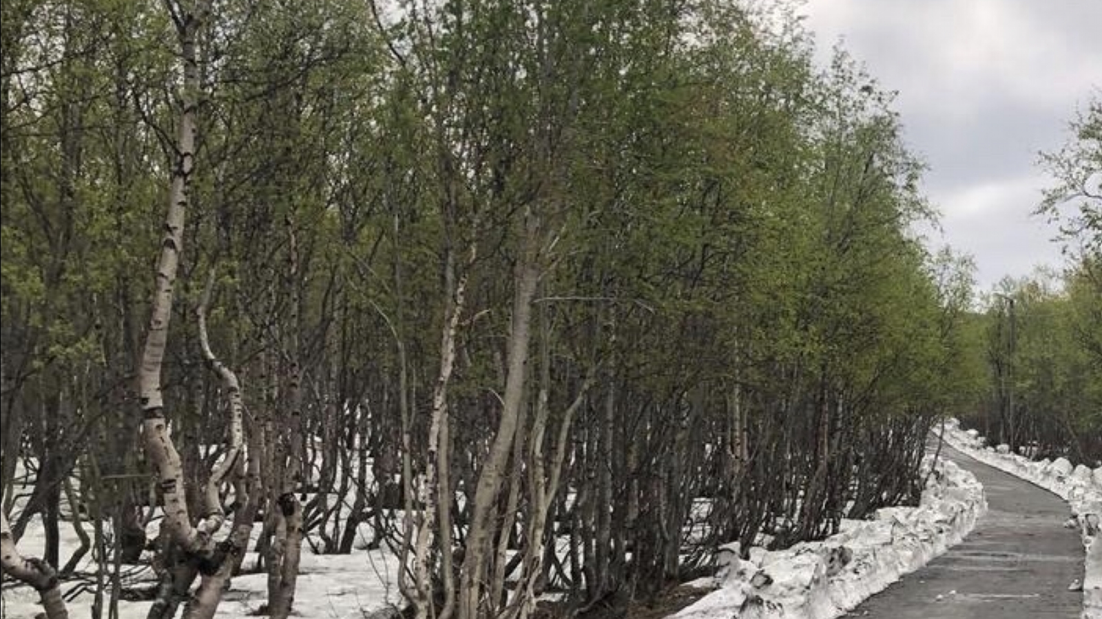 Пятьюдесятью деревьями. Деревья в Мурманске. Деревья Ульяновской области. Мурманская область зимой. Обледенели деревья в парке Назарбаева деревья.