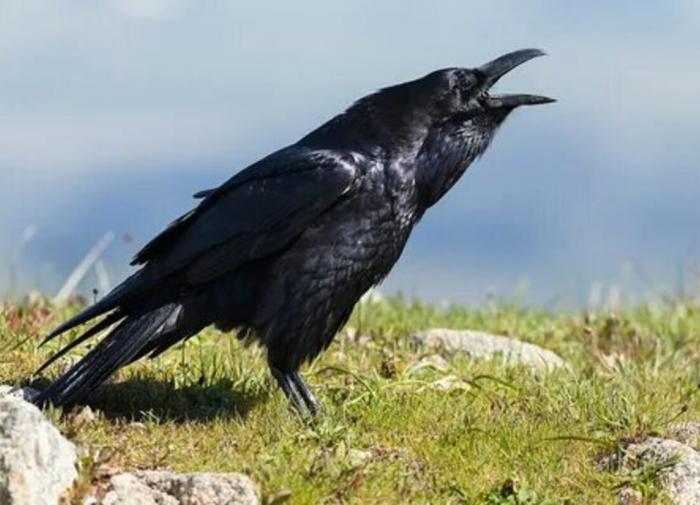 Как отличить ворону от ворона: ответ дали в ленинградском зоопарке
