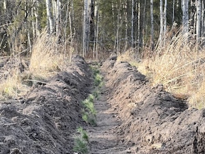 «Газпром добыча Томск» организовал лесовосстановительные работы на территории Томской области