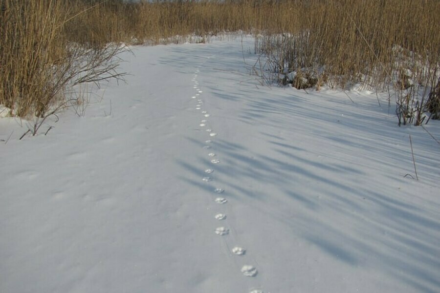 Следы рыси на снегу фото