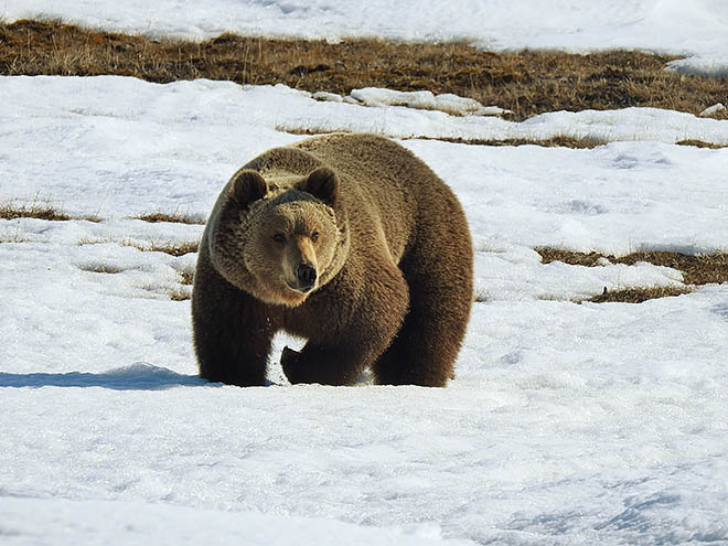 В 2019 году «томгайнын» неожиданно был обнаружен и на острове Врангеля. Медведь-одиночка до сих пор обитает там и, судя по упитанному виду, вполне неплохо себя чувствует. ФОТО: ПАВЕЛ КУЛЕМЕЕВ