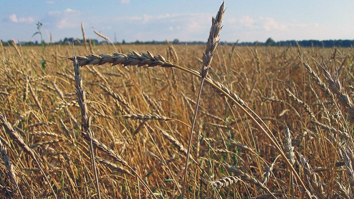 Пшеница