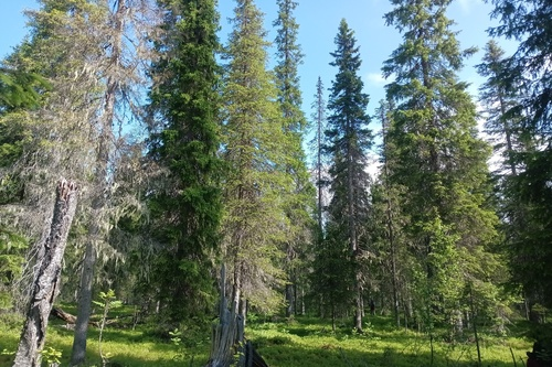 Малонарушенные ельники в Паанаярви