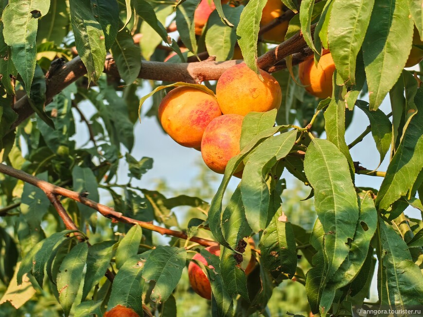 Восточная оконечность Большого Кавказа