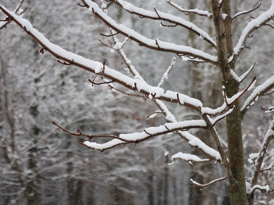 Такого декабря в Подмосковье еще не было! Синоптик Вильфанд дал неожиданный прогноз