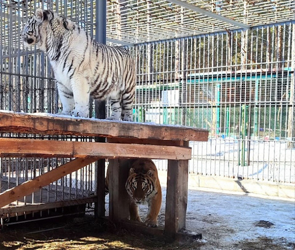 В Улан-Удэ тигры Ермак и Улана теперь живут вместе 