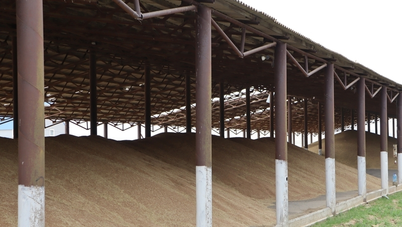 Урожай зерновых на Ставрополье увеличился на 28% по сравнению с 2024 годом