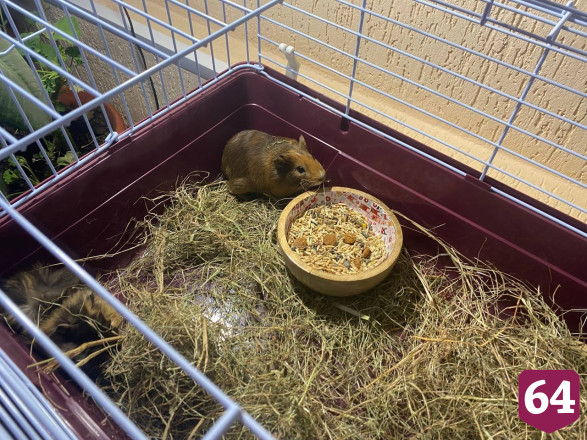 Игуана Глаша и попугай Гоша дарят эмоции в Энгельсском доме-интернате