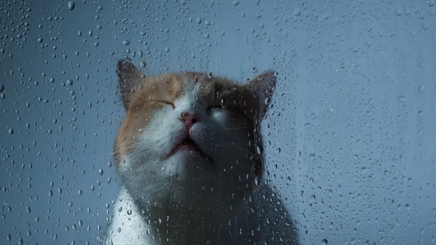 Cat in the rain. Кот и дождь. Кошка и дождь. Котик под дождем. Грустный кот под дождем.