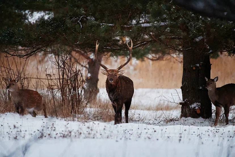 олени в ленинградской. олень фото. ильменский заповедник лось. олень ленинградская. олени в ленинградской.
