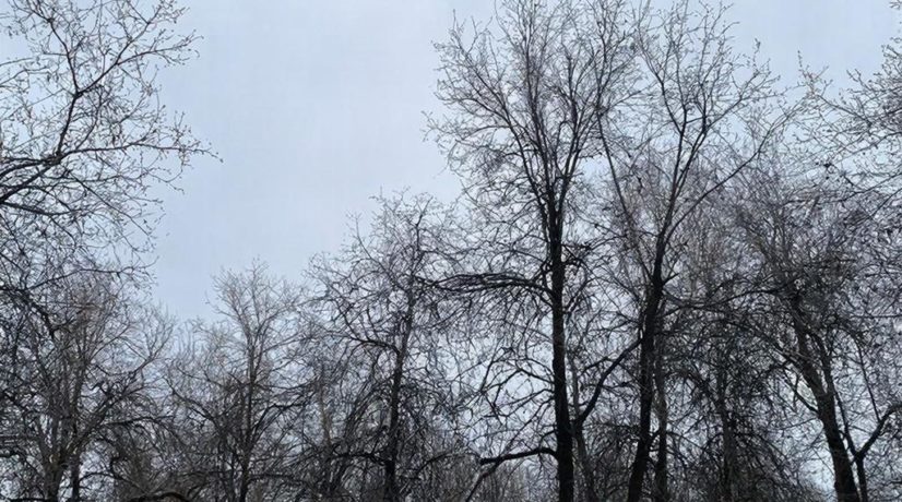 МЧС Крыма объявило экстренное предупреждение из-за заморозков