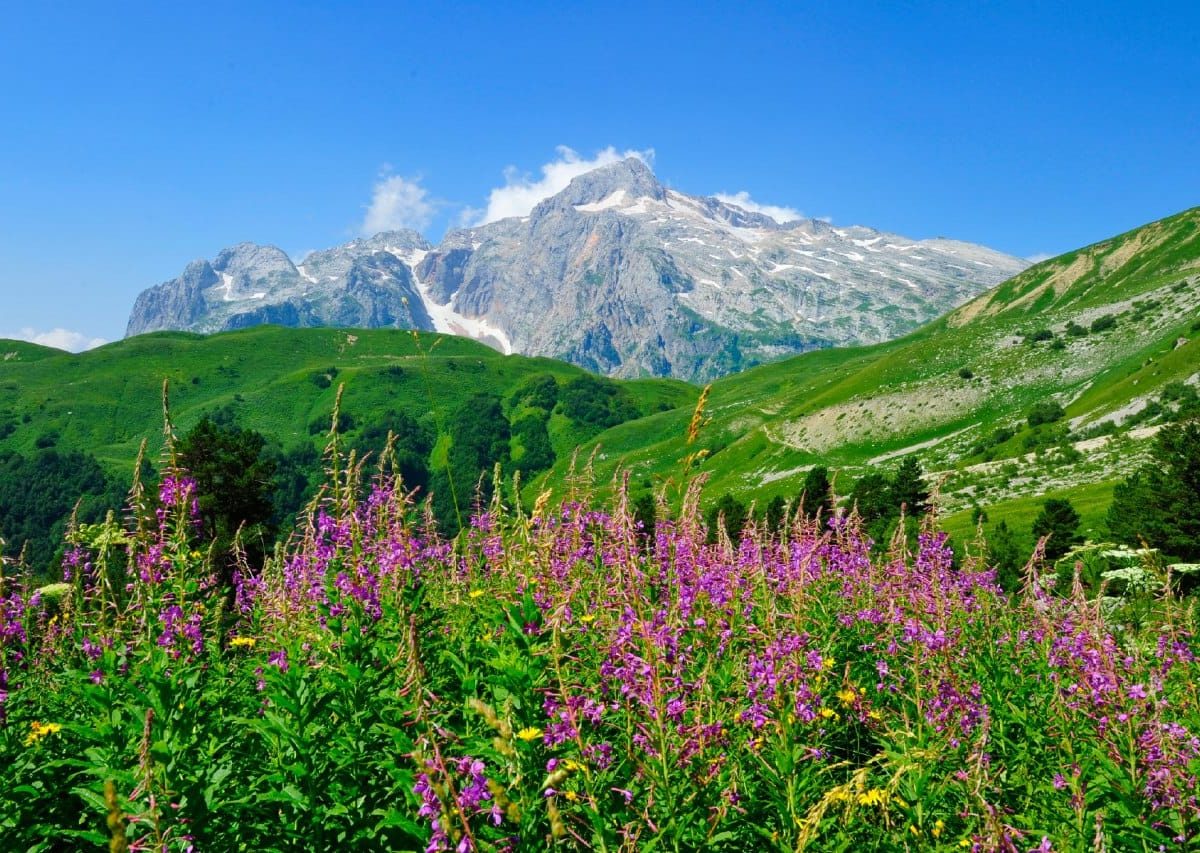 Хребет Фишта кавказский