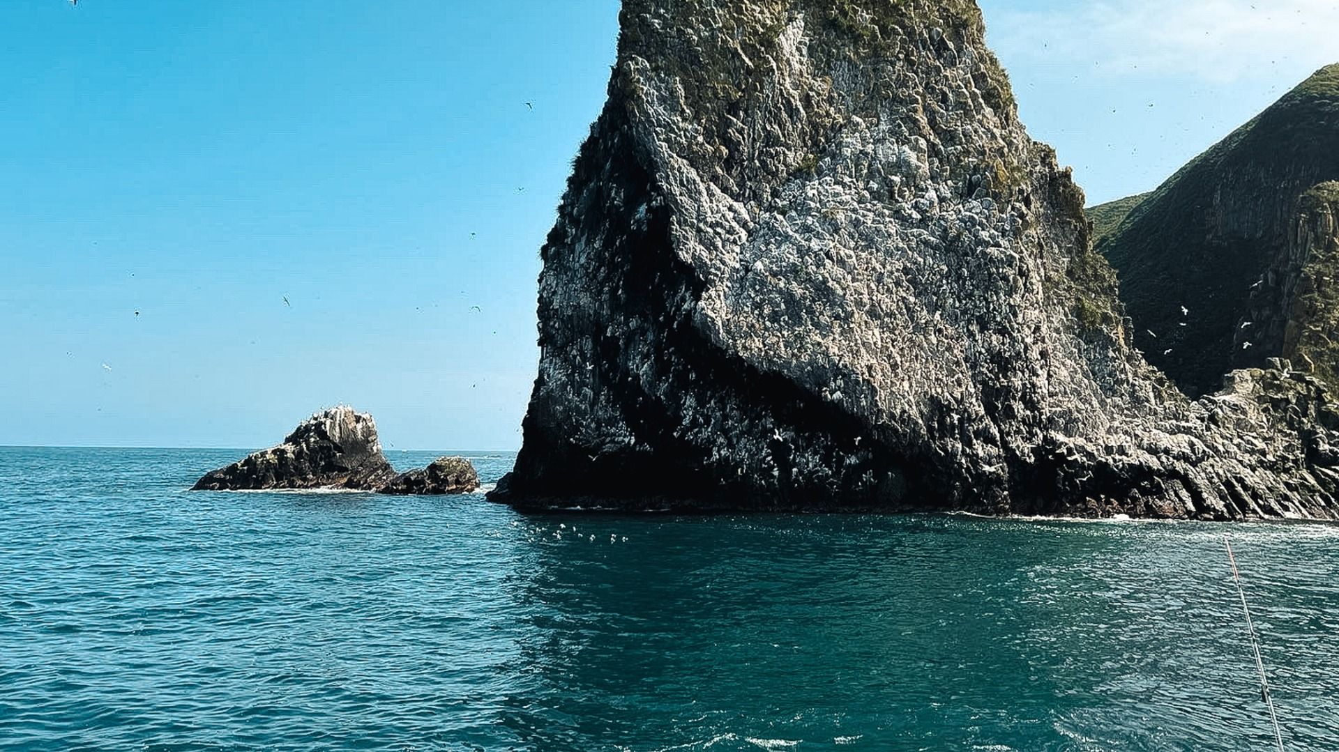 Сокровища Японского моря: стая морских гигантов очаровала туристов в Приморье — видео