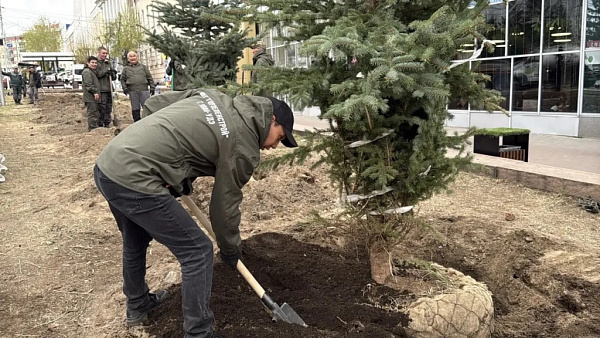 В центре Улан-Удэ высадили «Мисти Блю»