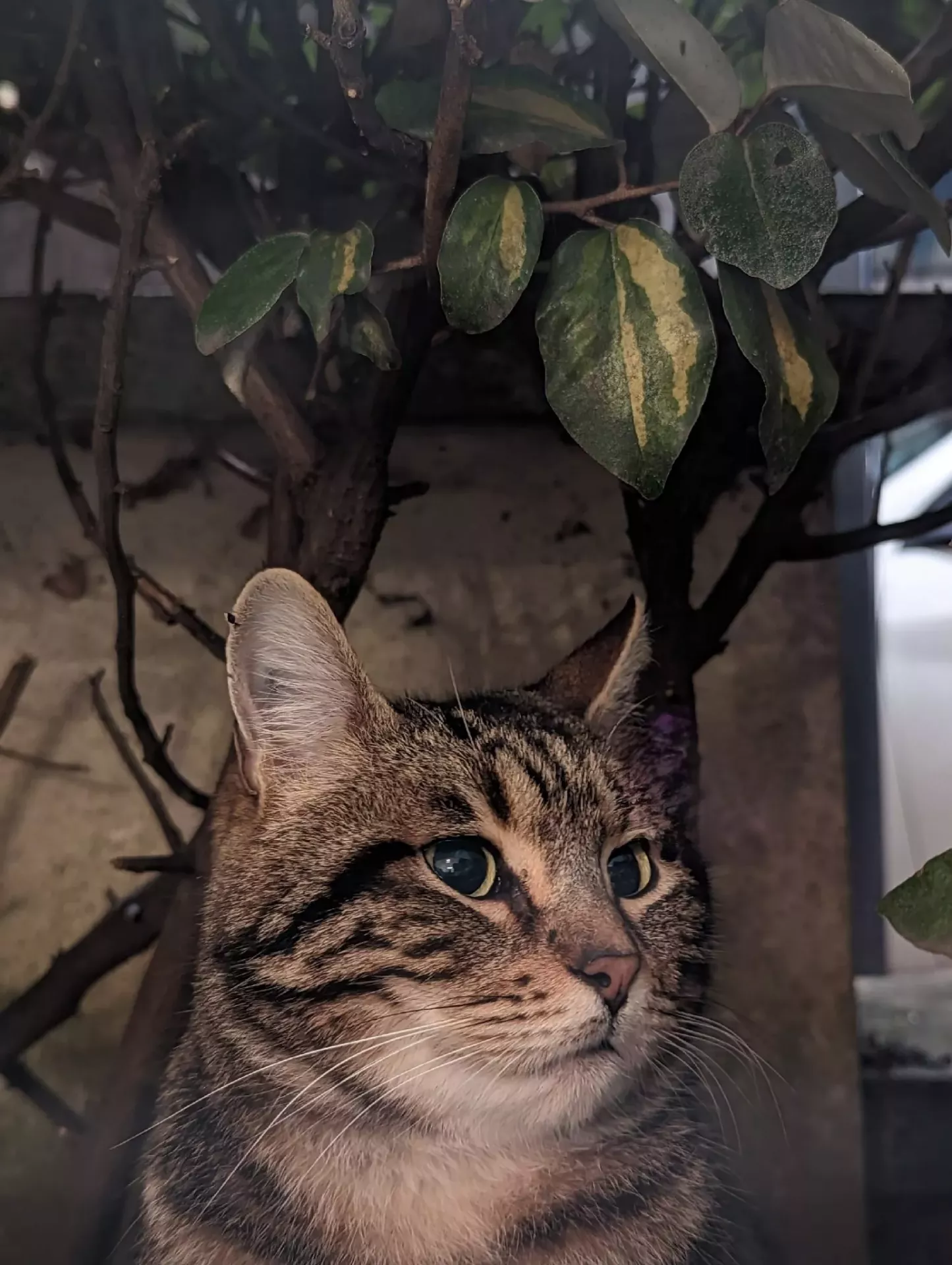 Samsung или Google? Удаление объектов с фото