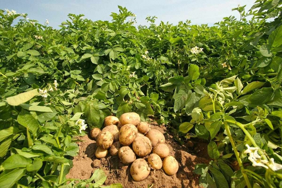 В этом году костромичам опять выделят бесплатные участки для посадки картошки и овощей
