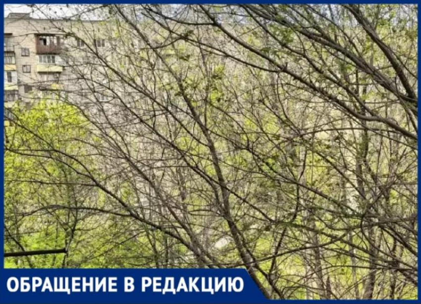 В Волжском возник конфликт вокруг деревьев: жители и УК по-разному видят проблему