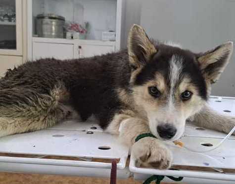 Домашних животных лечить будут по-новому