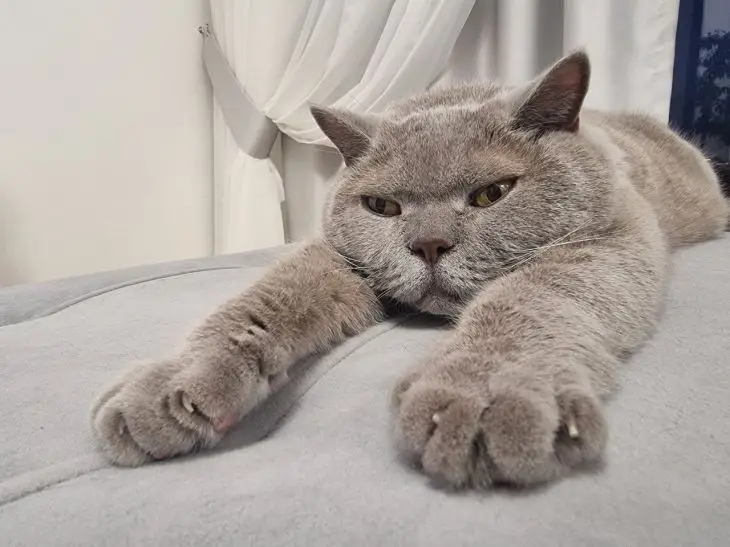 кошка
