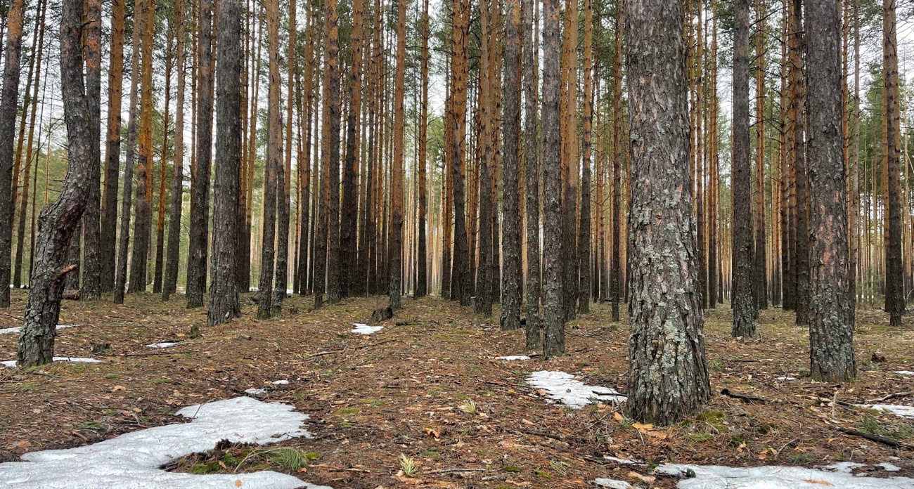 Грибники обнаружили природную аномалию в лесах: 