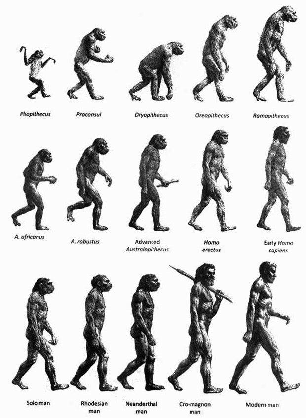 Человек обезьяна название. Схема Дарвина Эволюция человека. Эволюция человека Антропогенез. Цепочка эволюции развития человека. Ступени эволюции человека по Дарвину.