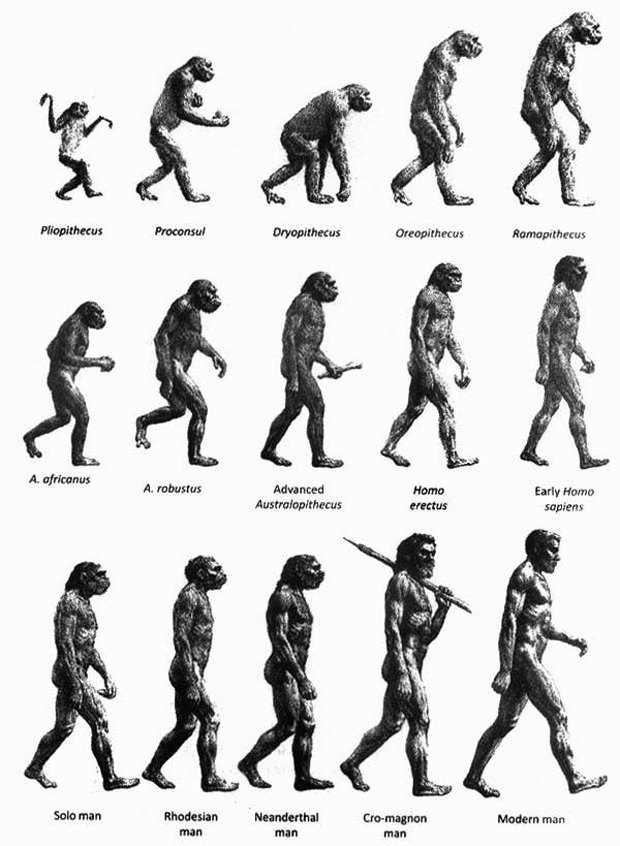 Развитие человека этапы эволюции в картинках