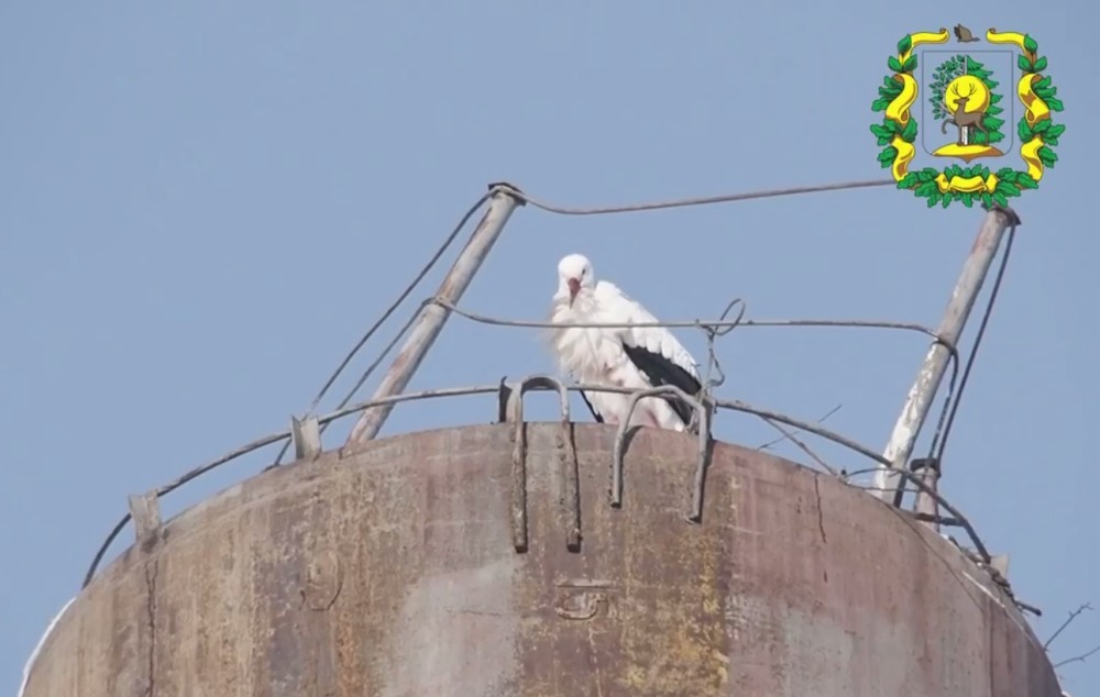 Зимующему в Нижегородской области аисту дали имя