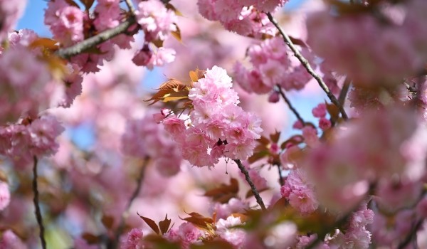 Return of the blossoming. Цветение Сакуры. Цвет Сакуры. Бирюлевский дендропарк Сакура. Когда цветет Сакура в Москве.