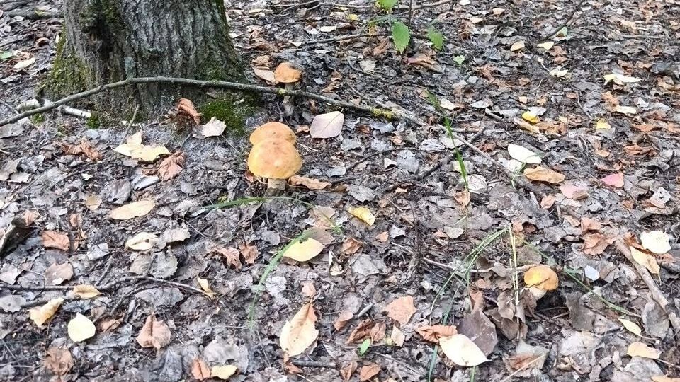 Собранные в лесу между обстрелами грибы