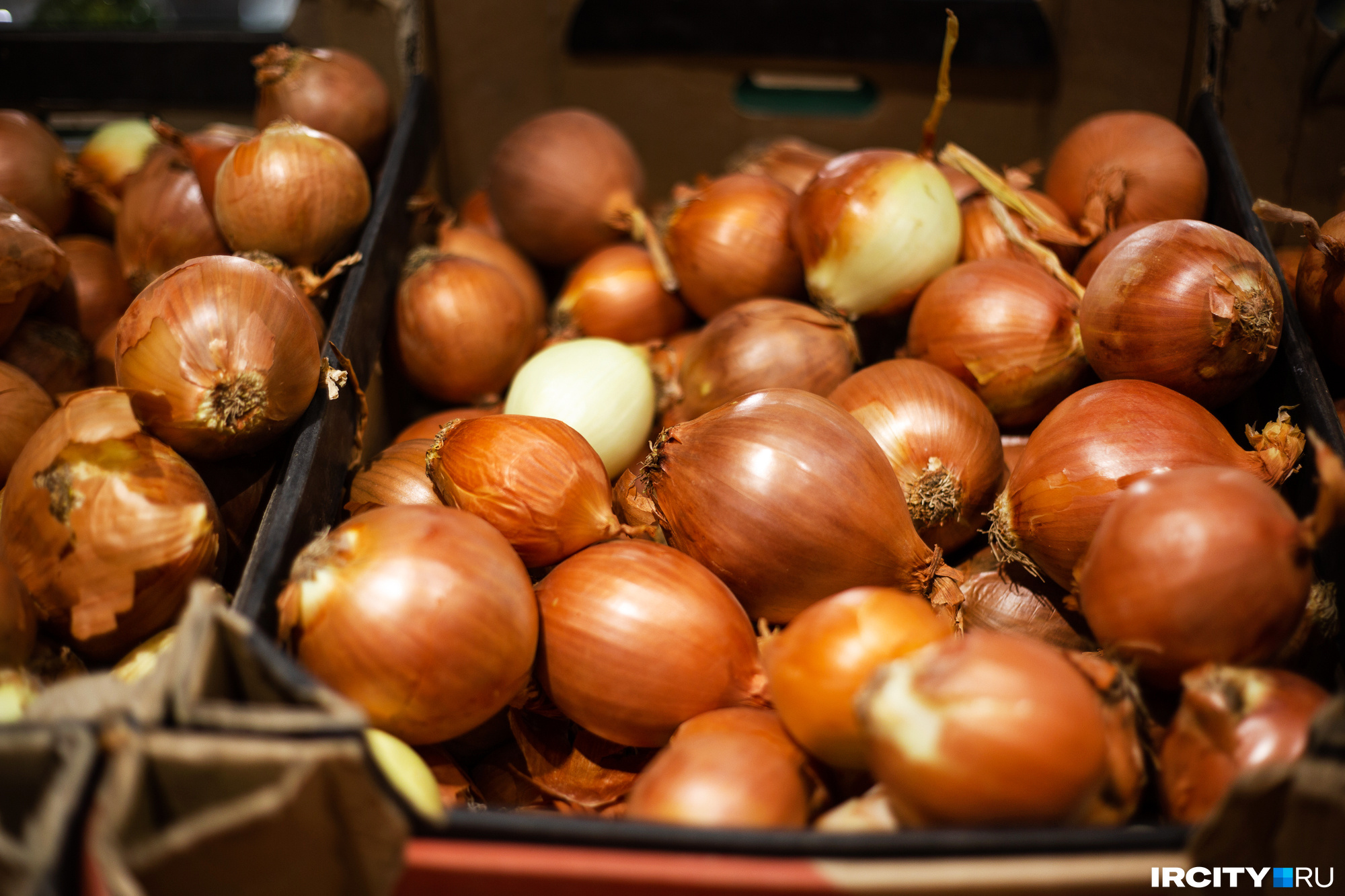 «Севок — слишком дорого»: как вырастить лук из семян и почему луковицы ...