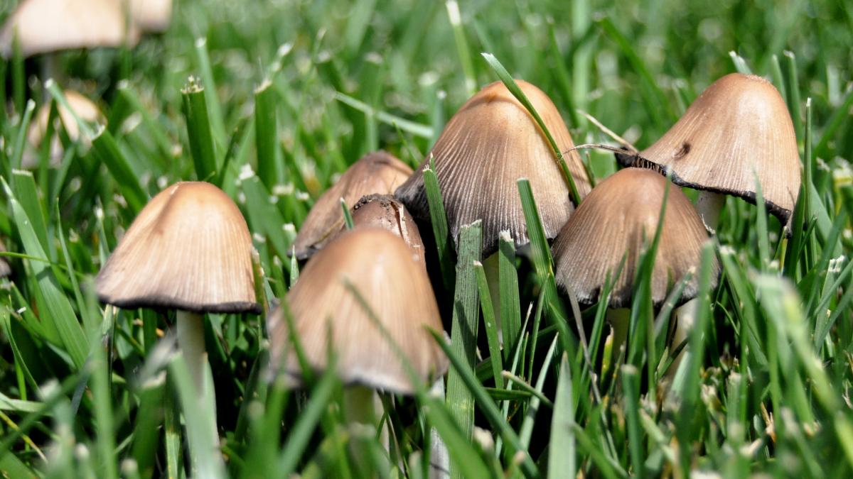 Грибы на лужайке