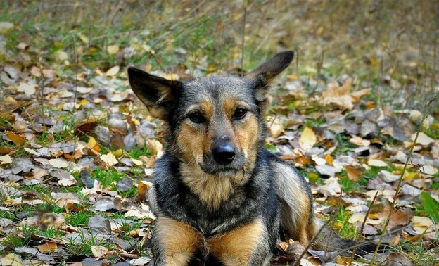 Администрацию Кильмезского района оштрафовали на 5 тысяч рублей из-за покусанного собакой подростка