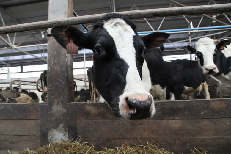 Фермеры Томской области получили почти 84 миллиона рублей на развитие