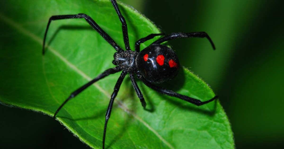 Ядовитый паук вдова